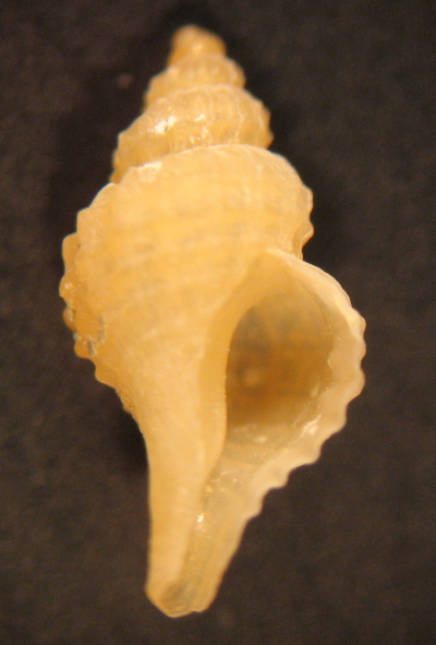 Trophonopsis muricatus